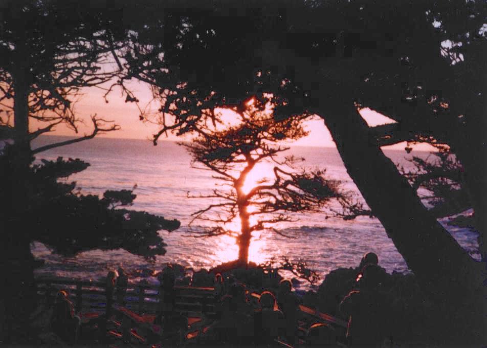 sunset-tree.jpg